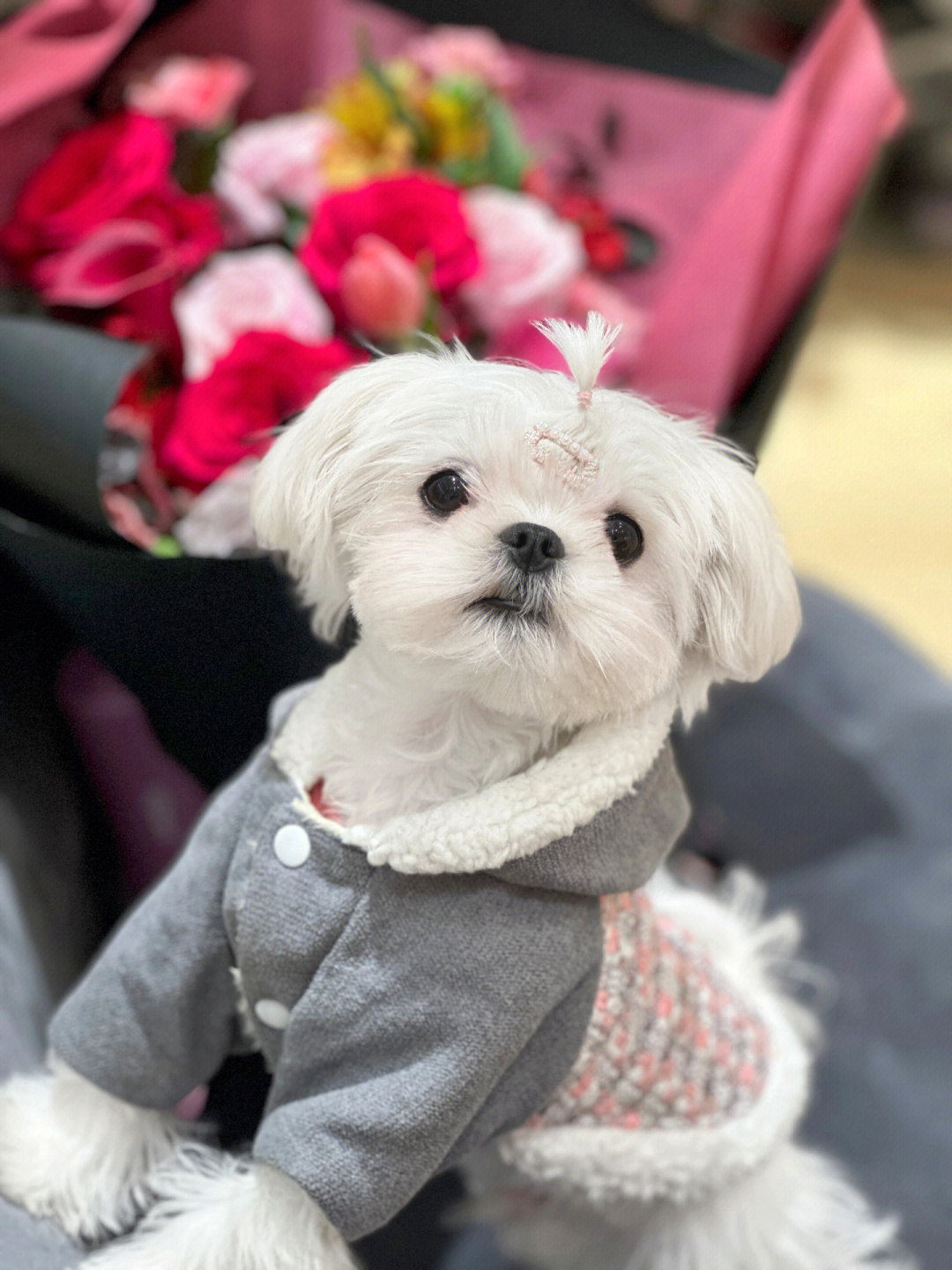 马尔济斯犬价格_马尔济斯犬价格_马尔济斯犬价格