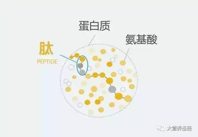如何补充胶原蛋白_蛋白质补胶原蛋白_蛋白补充胶原蛋白还是蛋黄