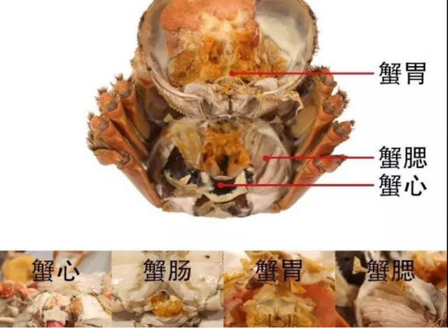 螃蟹公母分解图_螃蟹公母分养技术_螃蟹公母怎么分
