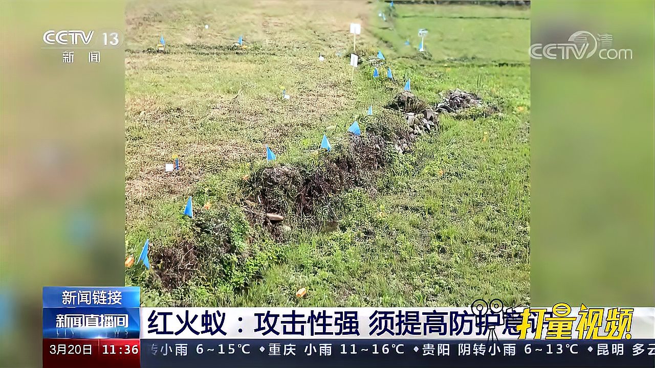 红火蚁怕什么液体_红火蚁怕食蚁兽吗_红火蚁最怕什么东西